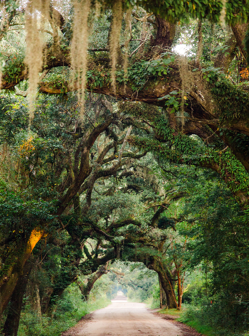 Spanish Moss Covered Trees Charleston